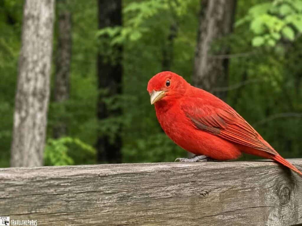 A bright red Summer Tananger perched on a wooden fence in a green forest.