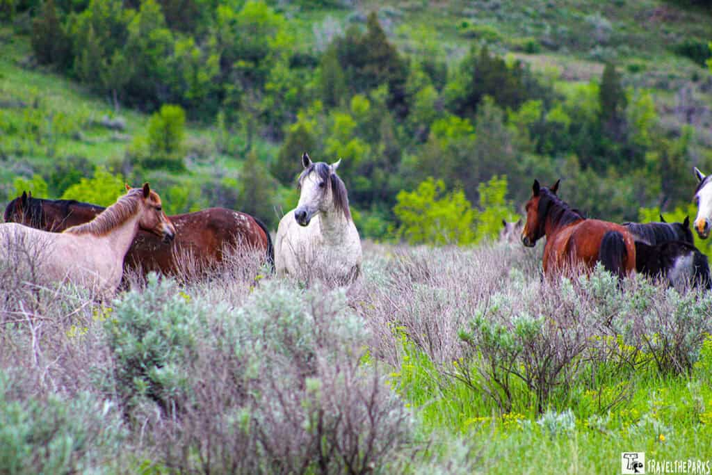 A group of wild horses grazing in Theodore Roosevelt National Park, featuring a prominent light gray horse among darker brown and black horses, surrounded by lush greenery and sagebrush.

