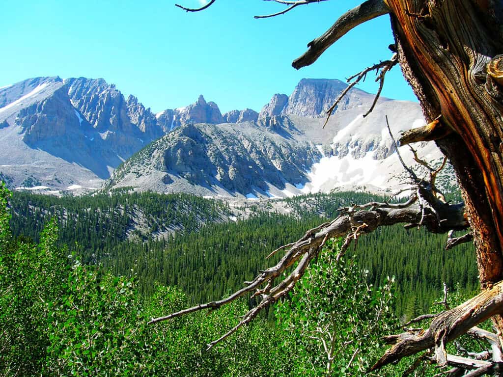 Scenic view of Wheeler Peak in the Great Basin, featuring gnarled tree branches in the foreground, lush green foliage, and rugged mountains with snow patches under a blue sky.

