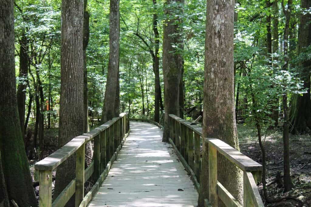 A wooden boardwalk stretches through a lush, sunlit forest with tall trees surrounding it. The scene is serene and inviting, suggesting a peaceful walk.