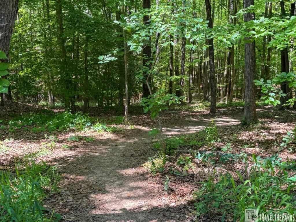A fork in a sandy path surrounded by lush greenery, leading into a dense forest with tall trees at Red Top Mountain State Park.

