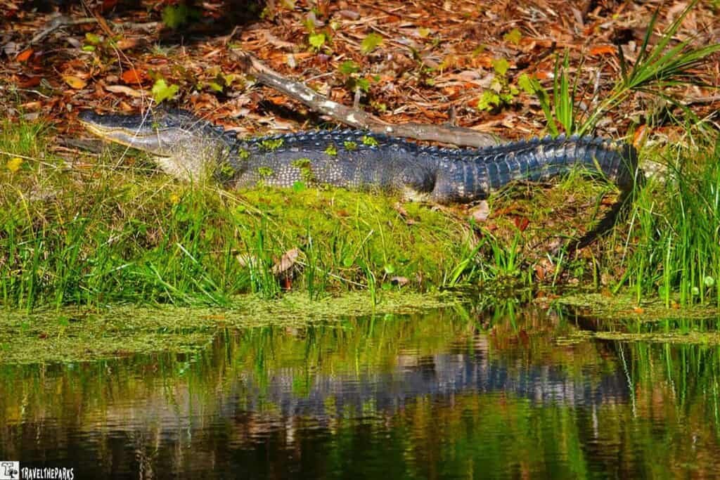 A large alligator rests on the grassy bank of a water body, surrounded by green vegetation and reflections in the water.

