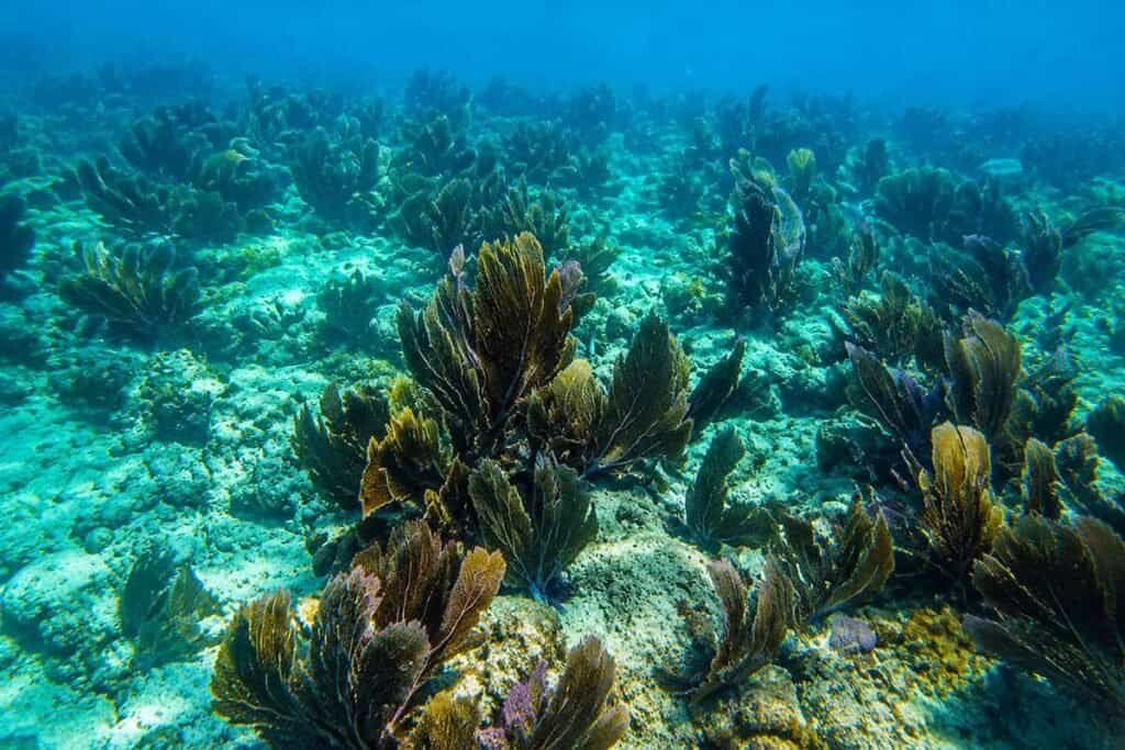 Underwater scene featuring large leafy sea plants in various shades of green and brown, with a sandy ocean floor and clear blue water.