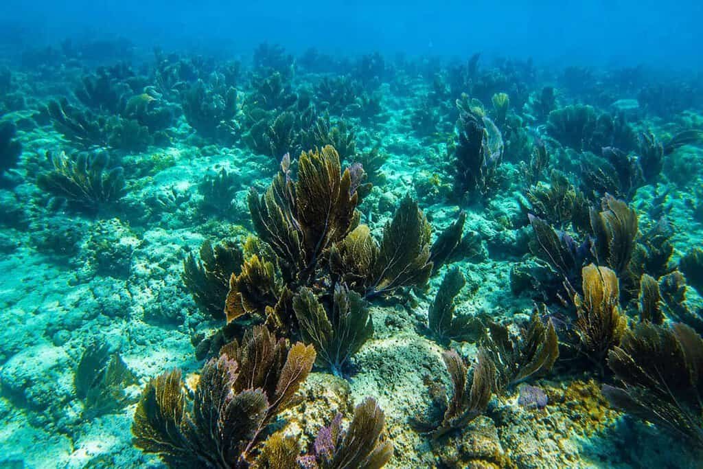 Underwater scene featuring large leafy sea plants in various shades of green and brown, with a sandy ocean floor and clear blue water.