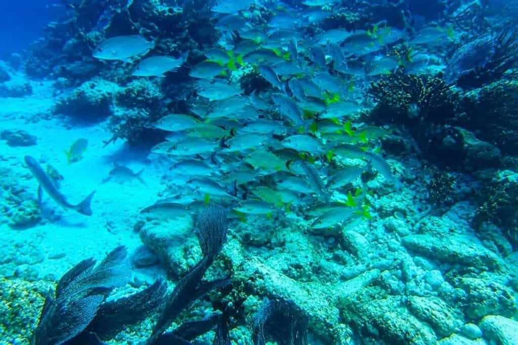 A school of small fish swims among coral and rocky formations in a clear blue underwater environment.