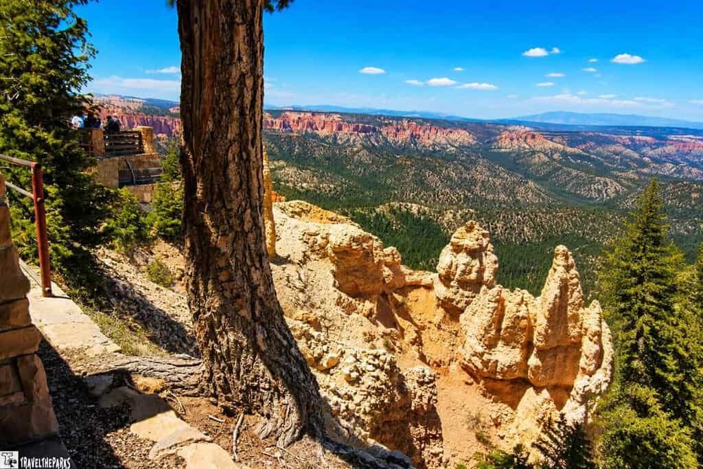 Scenic view from Bryce Canyon overlook with a large pine tree, layered rock formations in red and orange, and a bright blue sky with clouds.