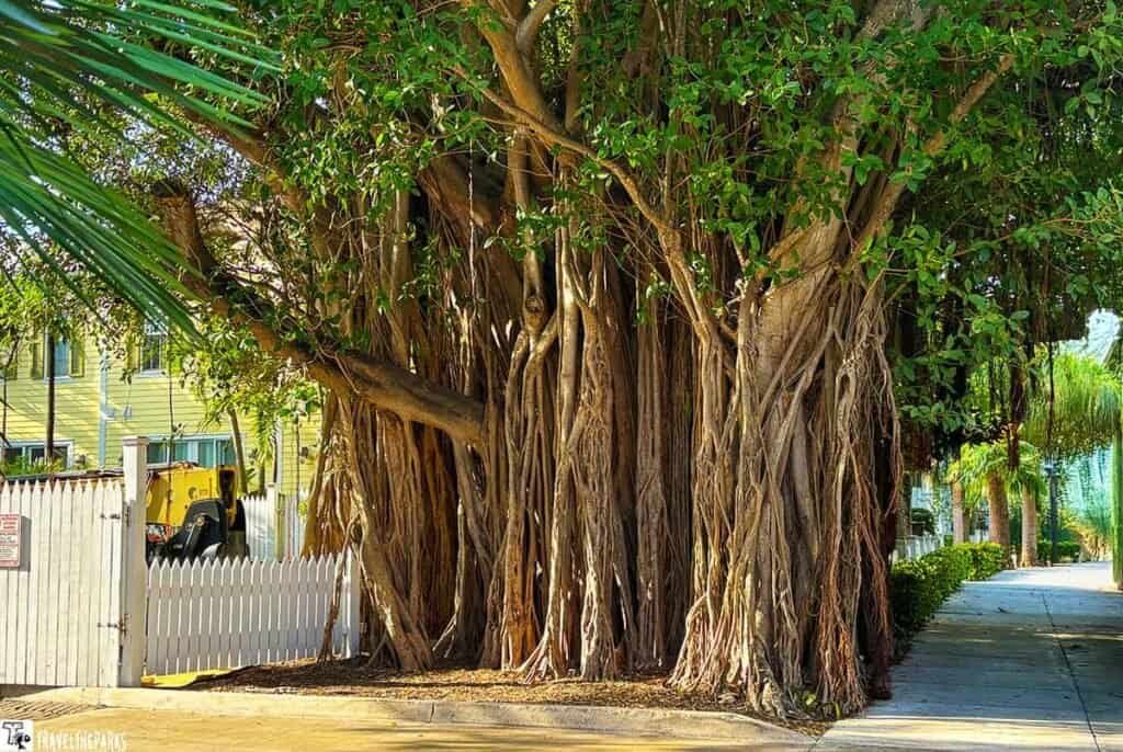 A large banyan tree with thick roots and lush green leaves stands next to a yellow building and a white picket fence, with landscaping equipment partially visible behind the fence.