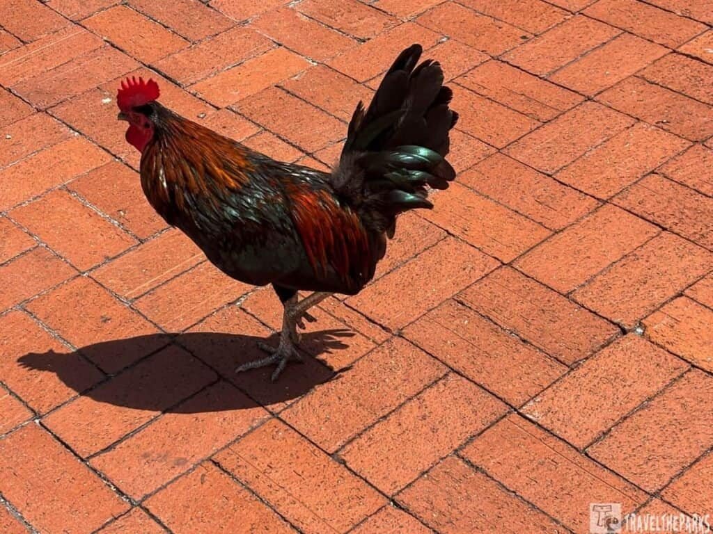 Colorful rooster with glossy black and orange feathers standing on a reddish-orange brick surface, casting a shadow.