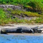 A large alligator lies on a sandy bank next to calm water, with its mouth partially open and surrounded by green vegetation.