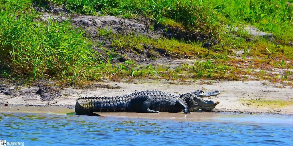 A large alligator lies on a sandy bank next to calm water, with its mouth partially open and surrounded by green vegetation.