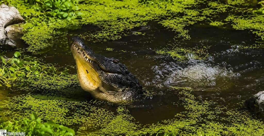 An alligator's head rises from dark water covered with green aquatic vegetation, creating ripples around it.

