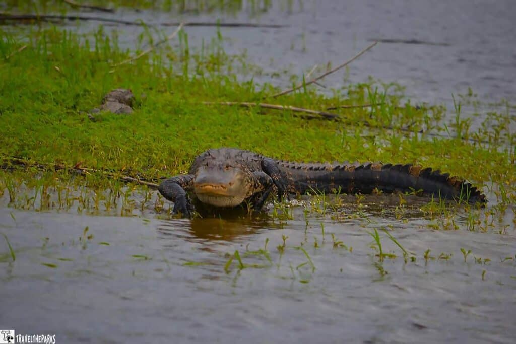 A large alligator emerges from shallow water, resting on green grass with visible ripples around it.