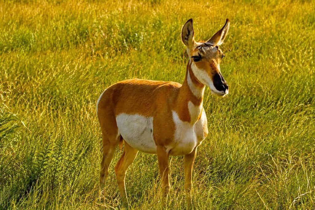 A pronghorn antelope stands in a golden grassy field, facing left with an alert expression.