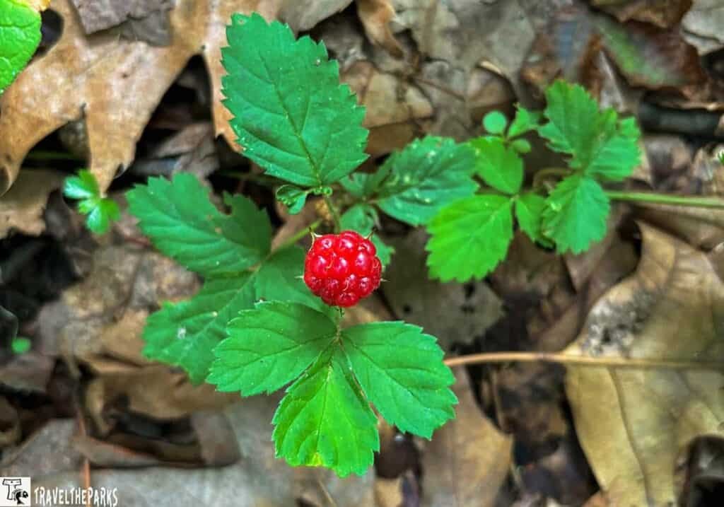 A close-up of a single cluster of bright red berries surrounded by green, serrated leaves on a forest floor with scattered brown leaves.