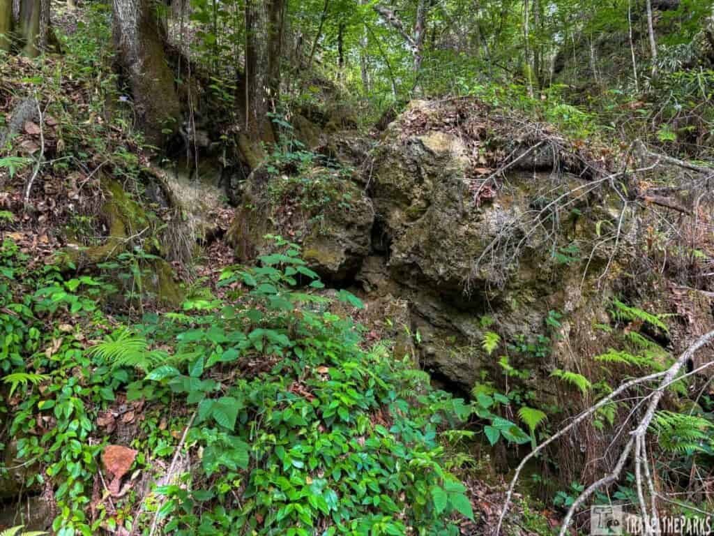 A rocky outcrop surrounded by lush greenery and ferns in Devil's Millhopper Geological State Park, with tall trees in the background.