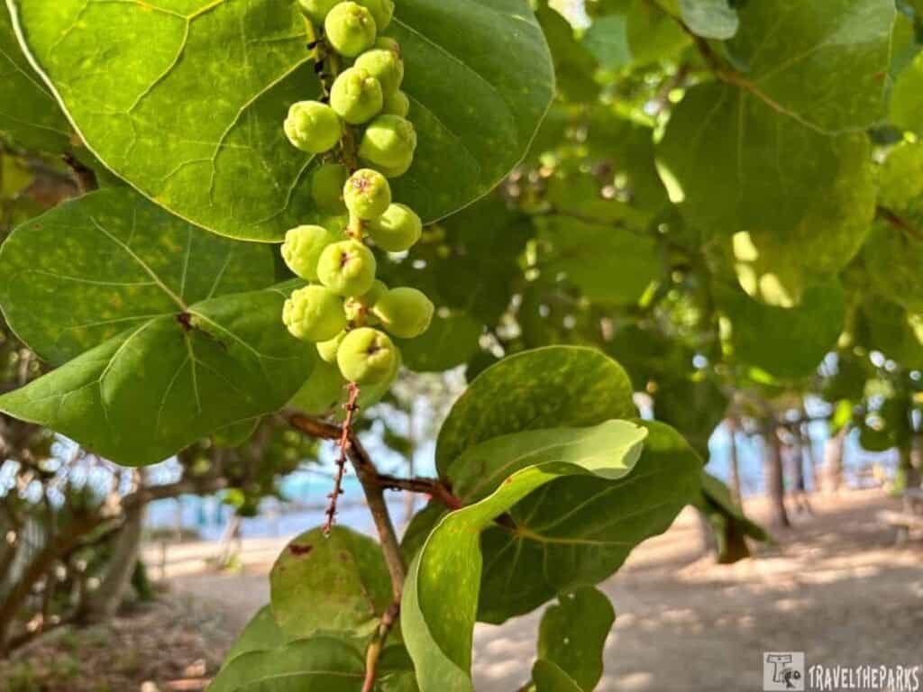 Close-up of green leaves and fruit from a tree at Fort Zachary Taylor Historic State Park, with blurred blue water visible in the background.