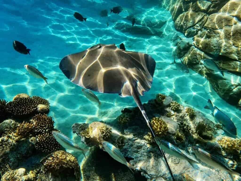 Underwater scene with a stingray and small fish over a colorful coral reef.