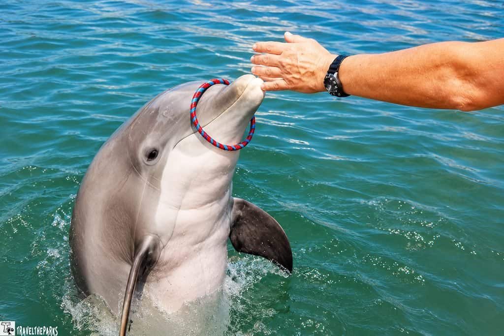Dolphin emerging from blue-green water with a red-and-blue ring around its snout as a person reaches toward it.

