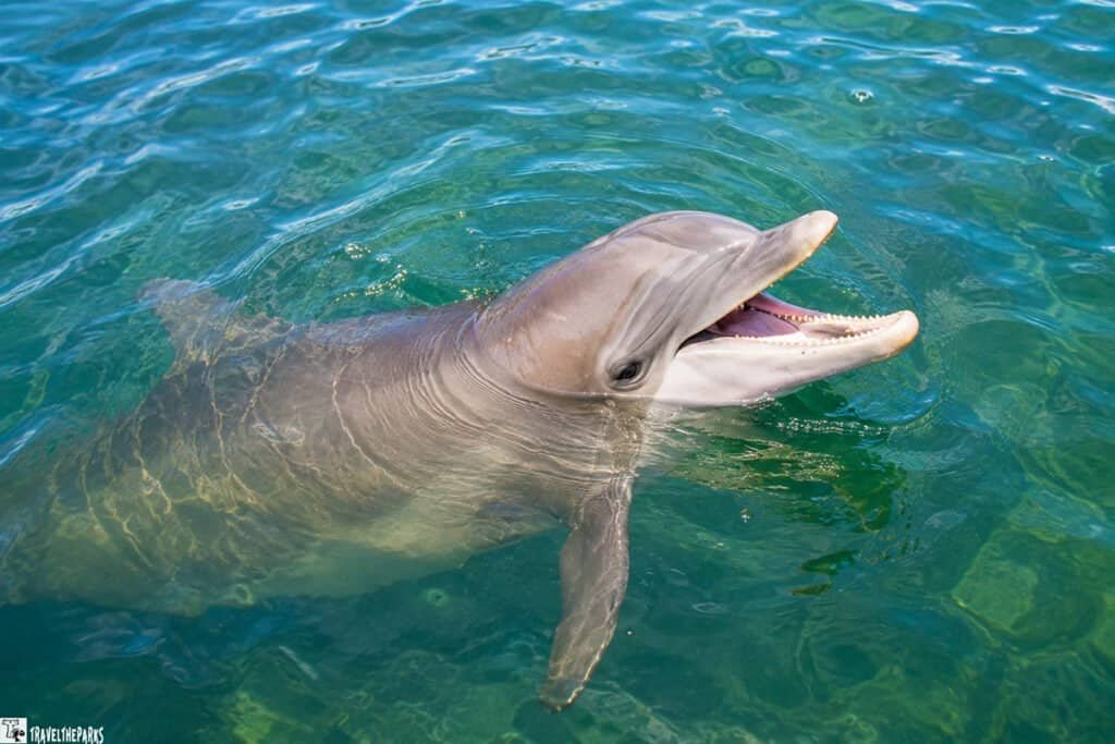 Dolphin swimming in clear blue-green water with its mouth open.