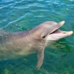 Dolphin swimming in clear blue-green water with its mouth open.