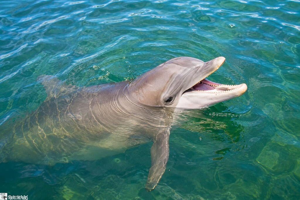 Dolphin swimming in clear blue-green water with its mouth open.